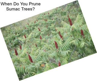 When Do You Prune Sumac Trees?