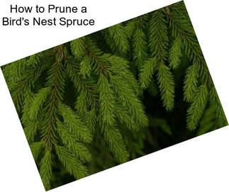 How to Prune a Bird\'s Nest Spruce