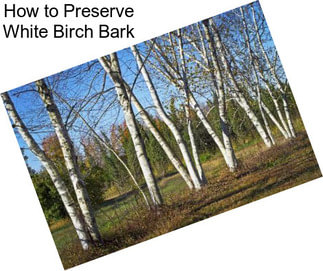 How to Preserve White Birch Bark