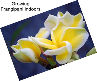 Growing Frangipani Indoors