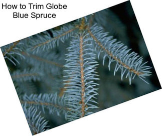 How to Trim Globe Blue Spruce