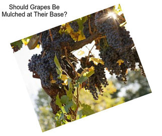 Should Grapes Be Mulched at Their Base?