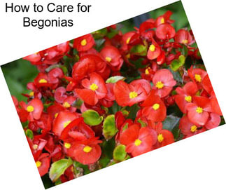 How to Care for Begonias