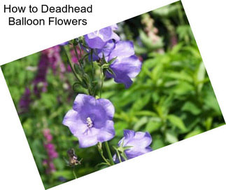 How to Deadhead Balloon Flowers