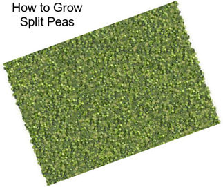 How to Grow Split Peas