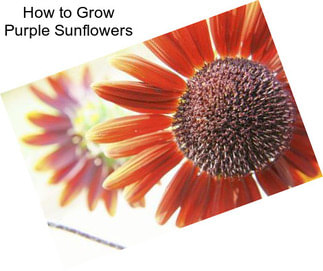 How to Grow Purple Sunflowers