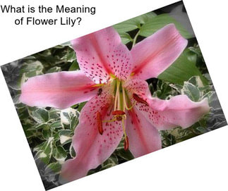 What is the Meaning of Flower Lily?