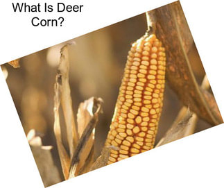 What Is Deer Corn?