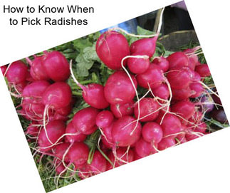 How to Know When to Pick Radishes