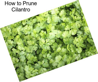 How to Prune Cilantro