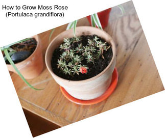 How to Grow Moss Rose (Portulaca grandiflora)