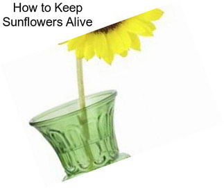 How to Keep Sunflowers Alive