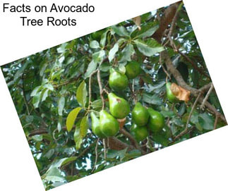 Facts on Avocado Tree Roots