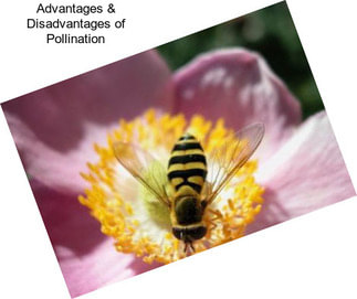 Advantages & Disadvantages of Pollination