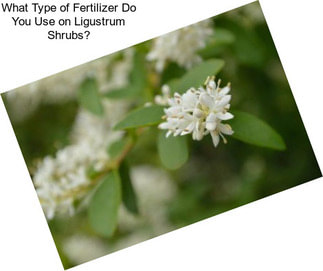 What Type of Fertilizer Do You Use on Ligustrum Shrubs?
