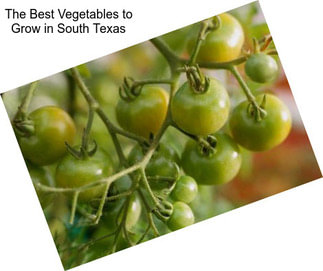 The Best Vegetables to Grow in South Texas