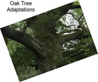 Oak Tree Adaptations