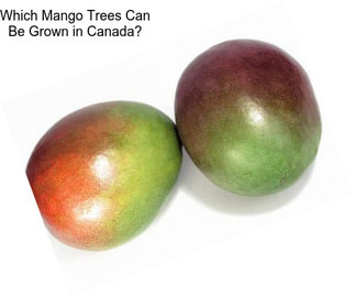 Which Mango Trees Can Be Grown in Canada?