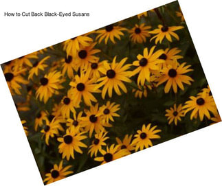 How to Cut Back Black-Eyed Susans