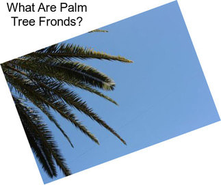 What Are Palm Tree Fronds?