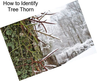 How to Identify Tree Thorn