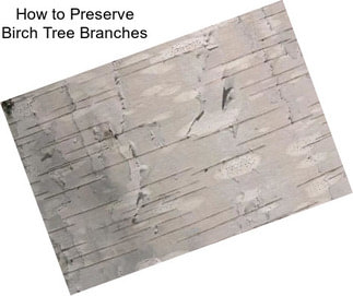 How to Preserve Birch Tree Branches