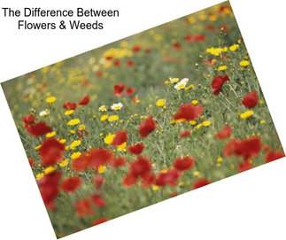 The Difference Between Flowers & Weeds