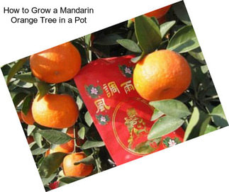 How to Grow a Mandarin Orange Tree in a Pot