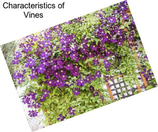 Characteristics of Vines