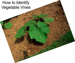 How to Identify Vegetable Vines