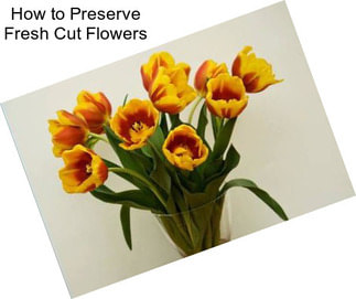 How to Preserve Fresh Cut Flowers