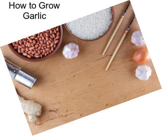 How to Grow Garlic