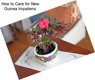 How to Care for New Guinea Impatiens