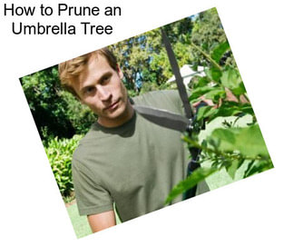 How to Prune an Umbrella Tree