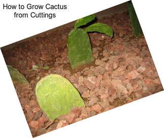 How to Grow Cactus from Cuttings