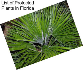 List of Protected Plants in Florida