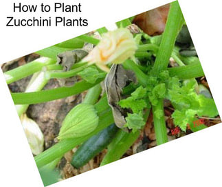 How to Plant Zucchini Plants
