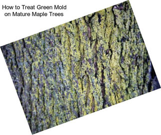 How to Treat Green Mold on Mature Maple Trees