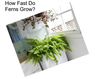 How Fast Do Ferns Grow?