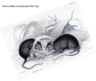 How to Make a Homemade Rat Trap