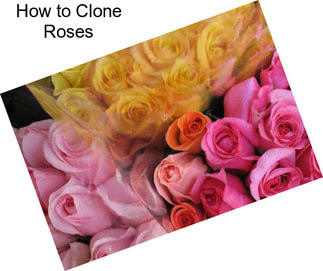 How to Clone Roses