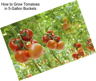 How to Grow Tomatoes in 5-Gallon Buckets