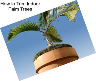 How to Trim Indoor Palm Trees