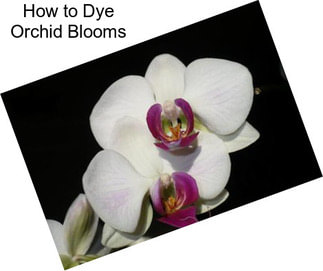 How to Dye Orchid Blooms