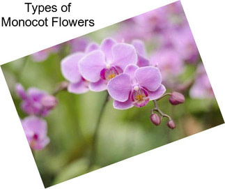 Types of Monocot Flowers