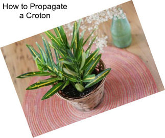 How to Propagate a Croton