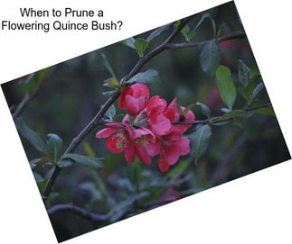 When to Prune a Flowering Quince Bush?