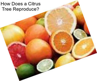 How Does a Citrus Tree Reproduce?