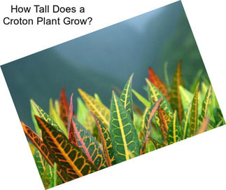 How Tall Does a Croton Plant Grow?