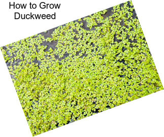 How to Grow Duckweed